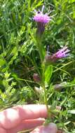 Image of Ontario blazing star