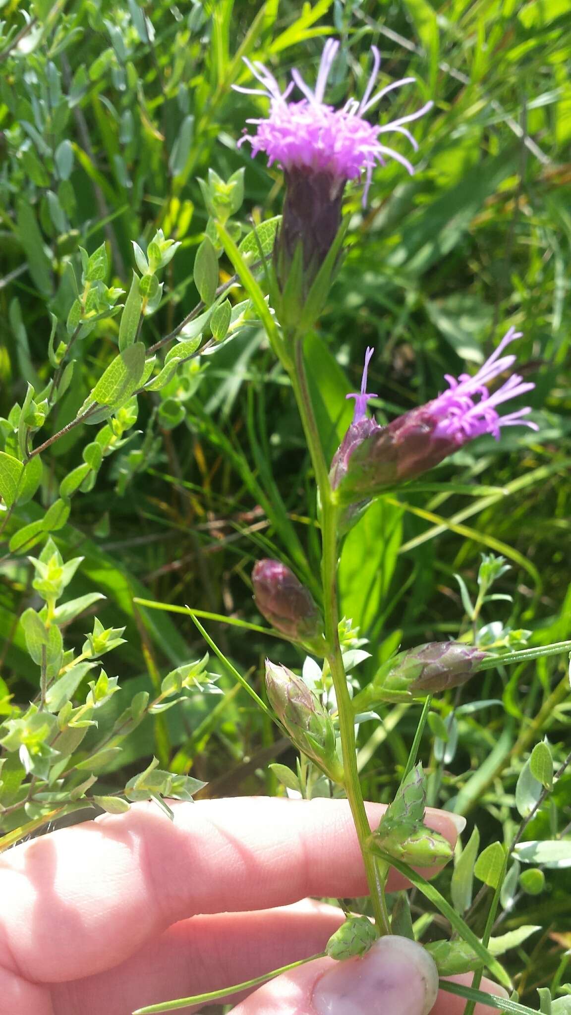 Слика од Liatris cylindracea Michx.