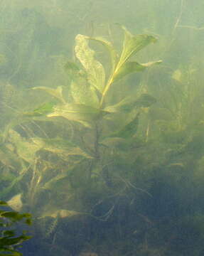 Image of Shining Pondweed