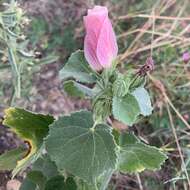 Image de Pavonia senegalensis (Cav.) Leistn.