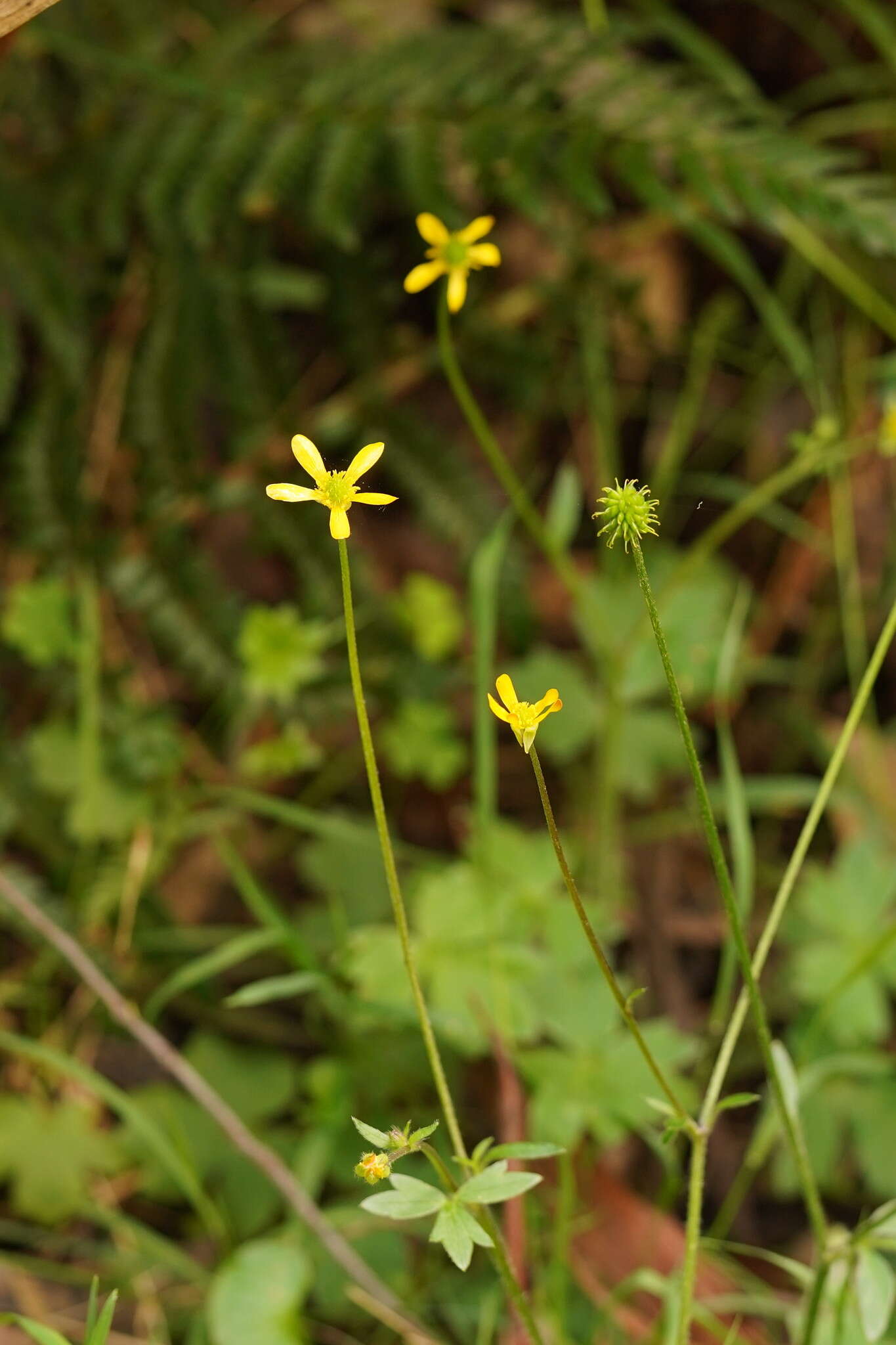 Ranunculus plebeius R. Br. ex DC.的圖片