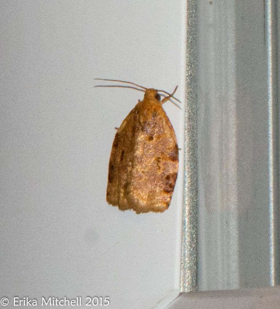 Image of Ugly-nest Caterpillar