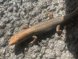 Image of Closed-litter Rainbow-skink