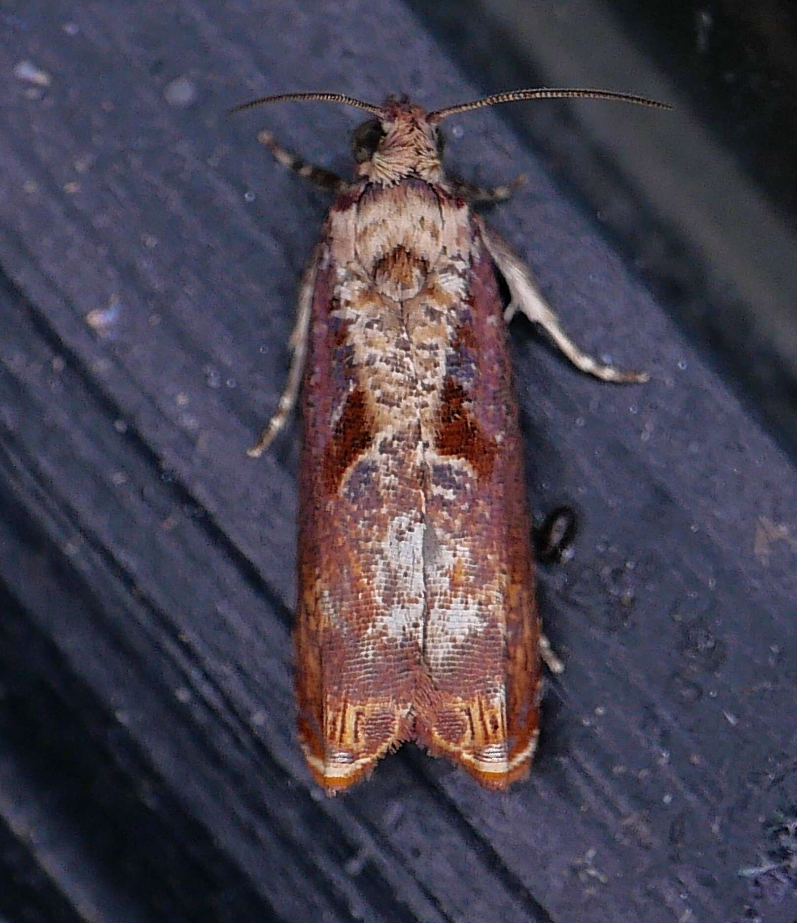 Image of Maple Leaftier Moth