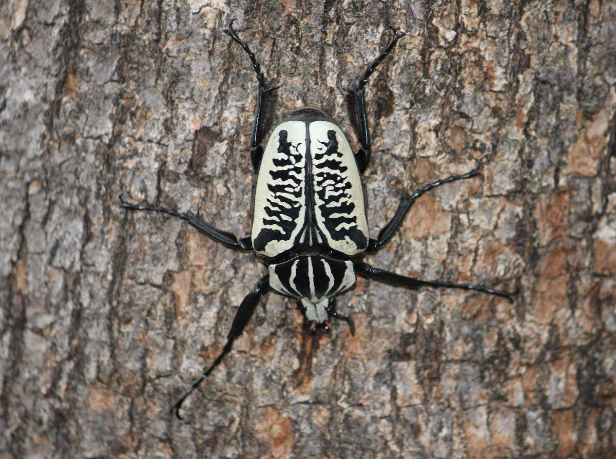 Image of Goliathus albosignatus Boheman 1857