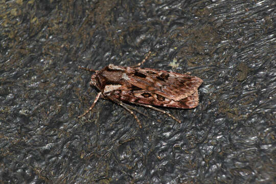 Image of Agrotis charmocrita Meyrick 1928