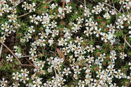 Image of flowering pixiemoss