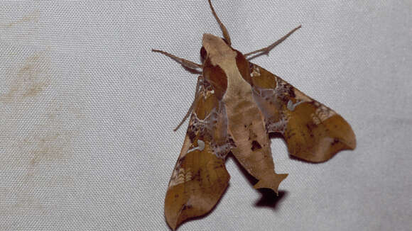 Image of Callionima falcifera (Gehlen 1943)