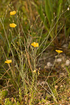 Image of Carter's Flax