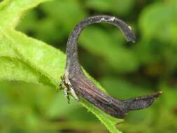 Imagem de Cladonota (Falculifera) apicalis Stål