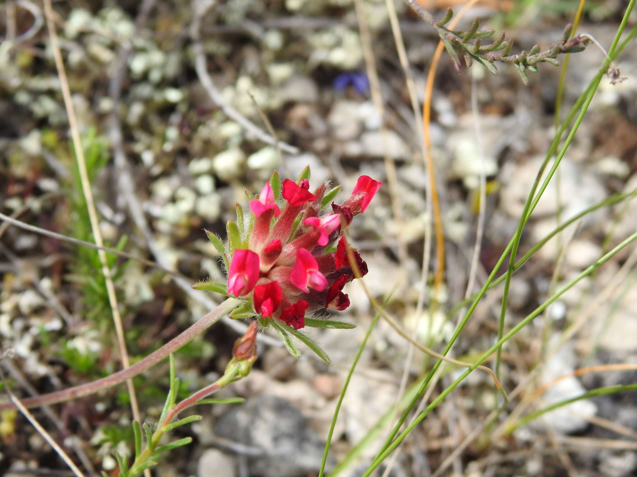 Image of Anthyllis vulneraria subsp. rubriflora (DC.) Arcang.