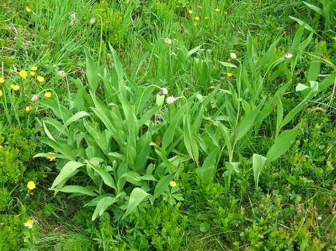 Imagem de Allium victorialis L.