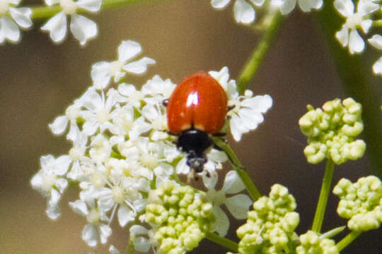 Image de Hippodamia quinquesignata ambigua Le Conte 1852