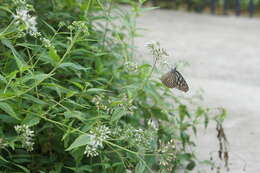 Imagem de Ideopsis vulgaris Butler 1874