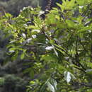 Sivun Weinmannia spruceana Engl. kuva