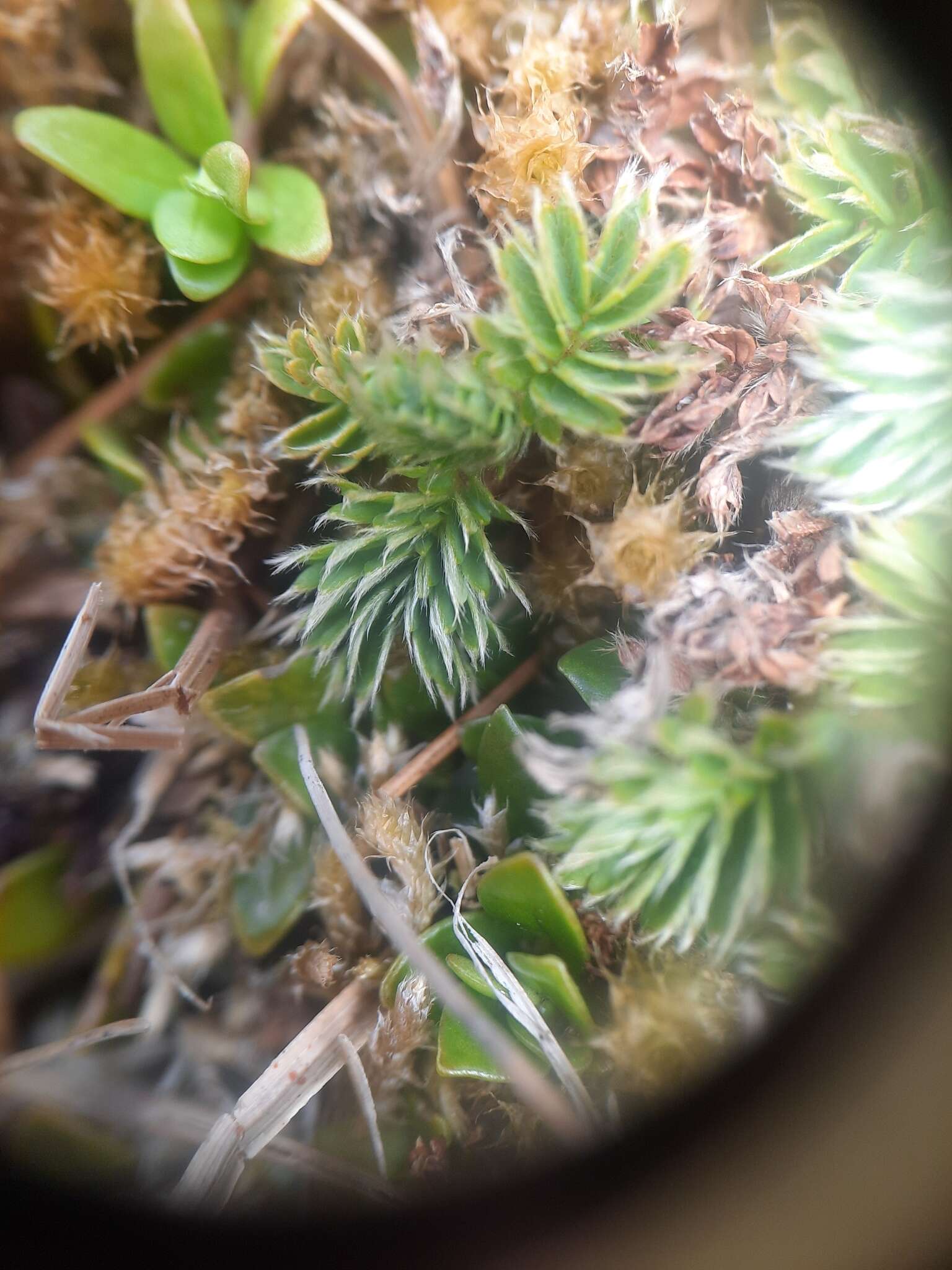 Plancia ëd Acaena minor var. antarctica (Cockayne) Allan