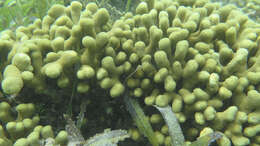 Image of Finger Coral