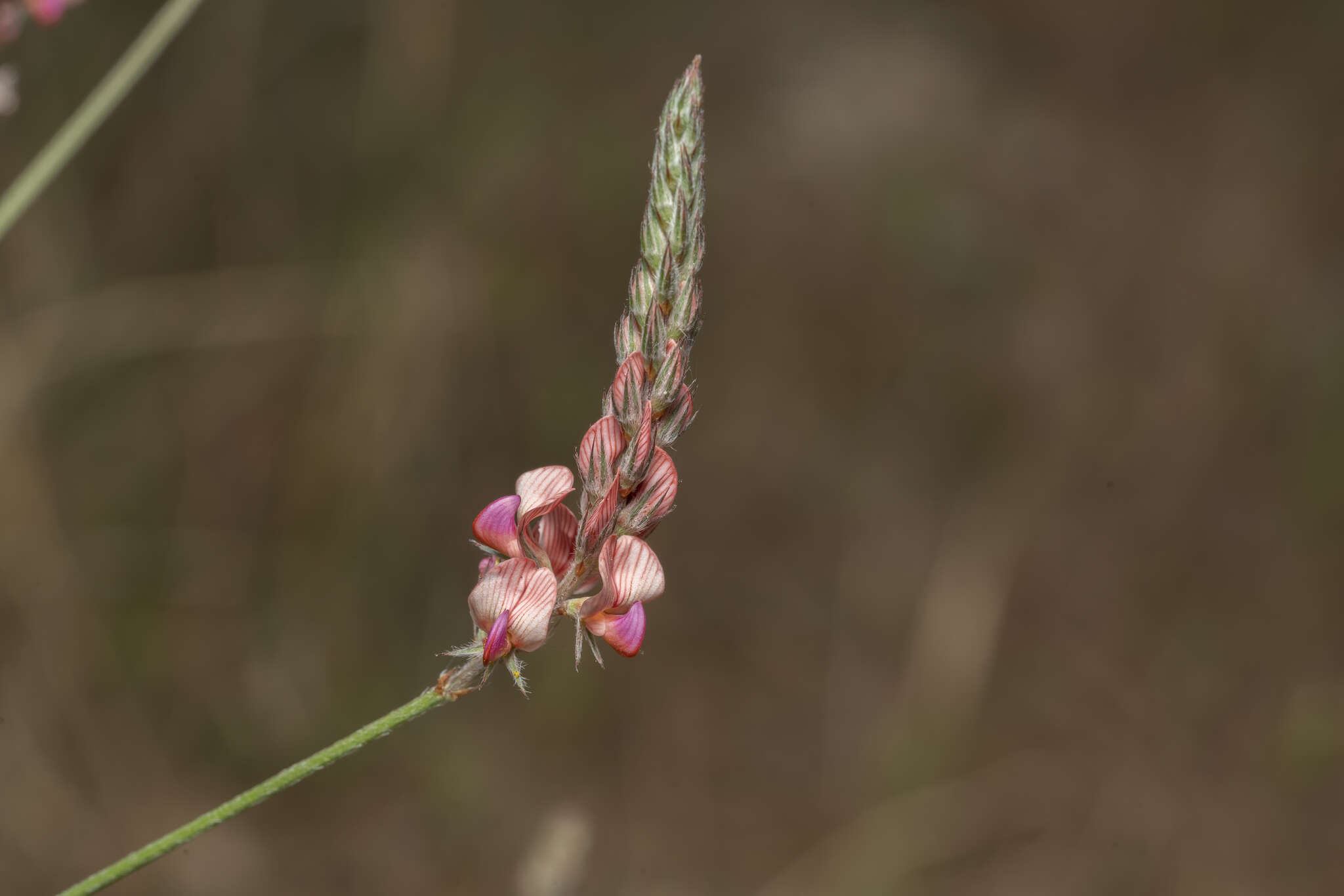 Plancia ëd Onobrychis gracilis Besser