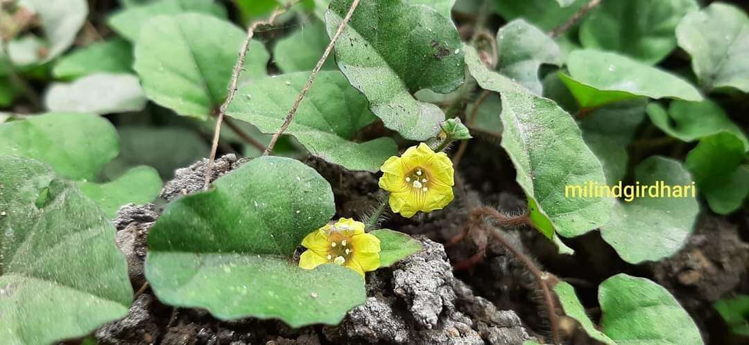 Plancia ëd Merremia emarginata (Burm. fil.) Hall. fil.