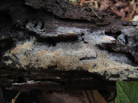 Sivun Hyphodontia arguta (Fr.) J. Erikss. 1958 kuva