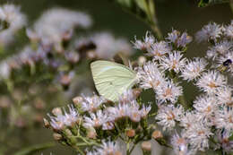 Image of Pseudopieris