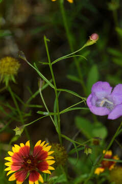 Image of stiffleaf false foxglove