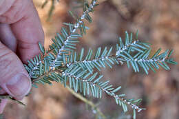 Image of Hemlock Woolly Adelgid