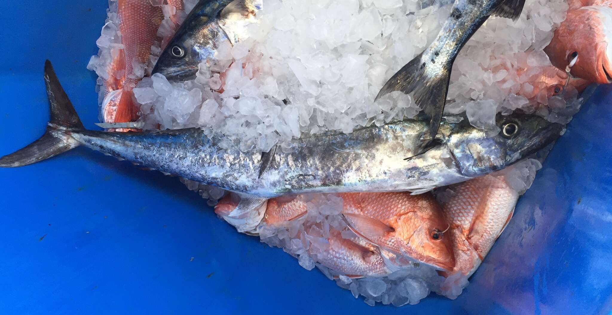 Image of King Mackerel