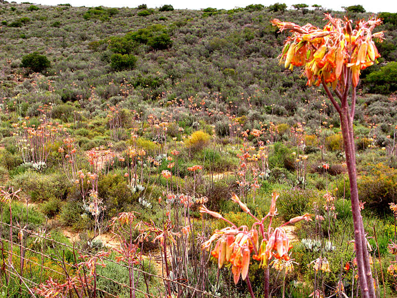 Image of Cotyledon orbiculata var. spuria (L.) Tölken