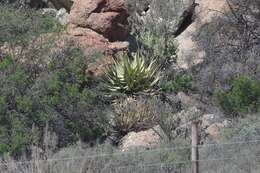 Image of Namaqua Aloe