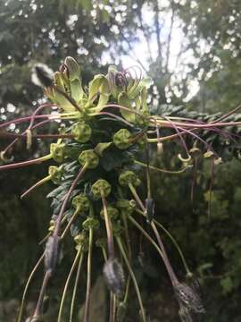 Image of Cleome anomala Kunth