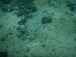 Image of Zanzibar guitarfish