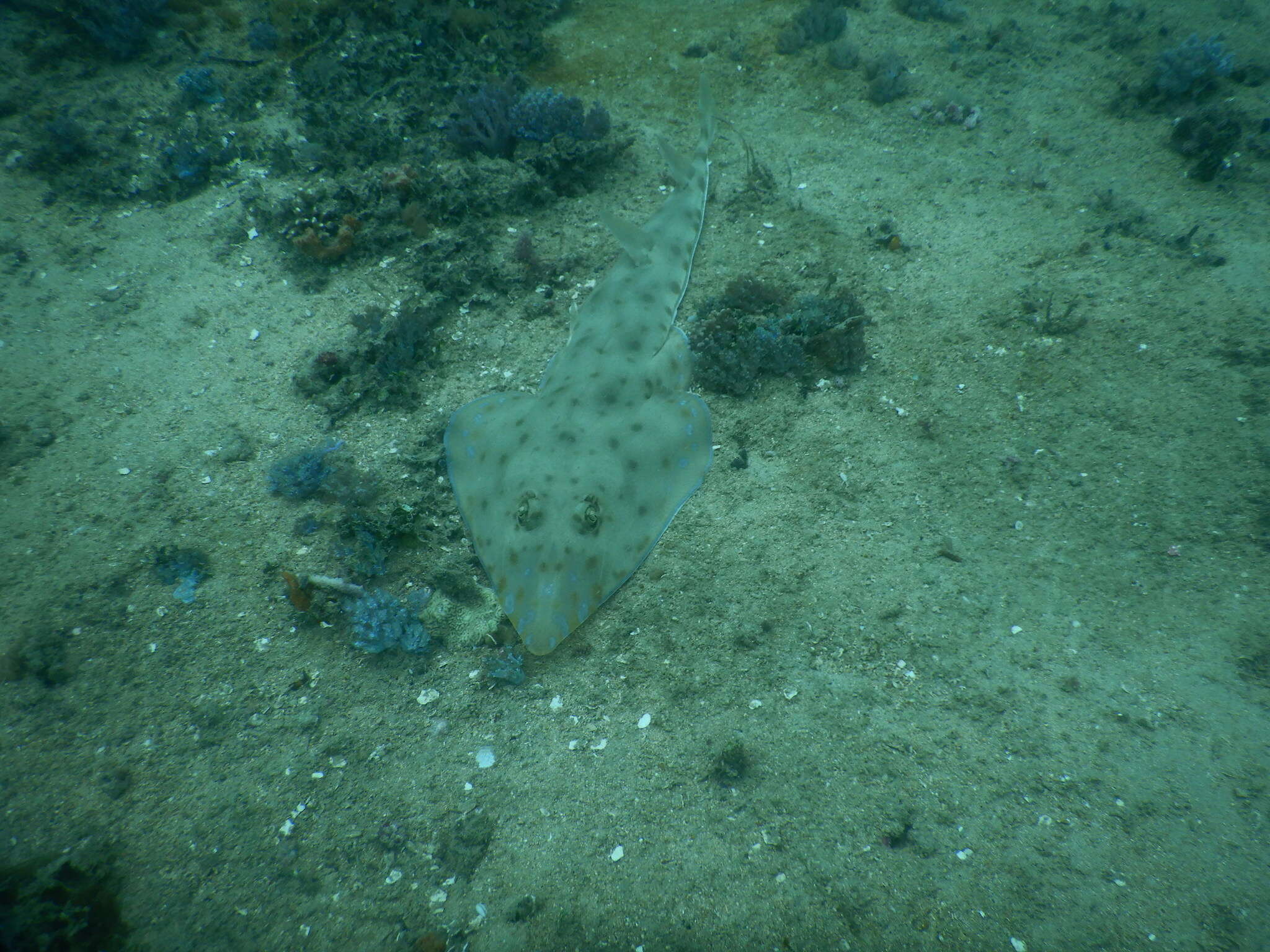 Image of Zanzibar guitarfish