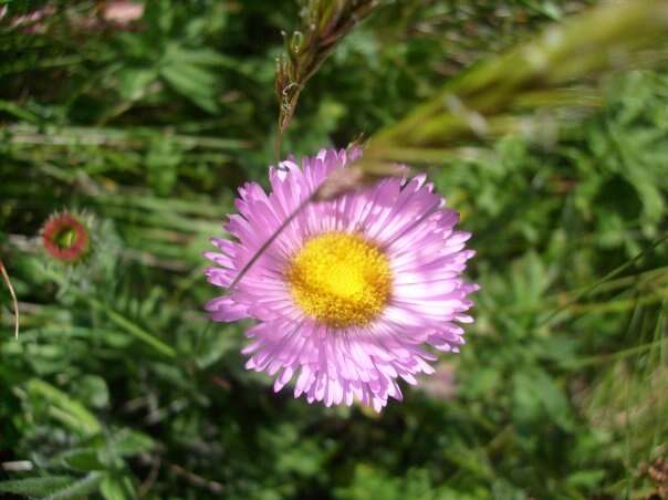 Image de Erigeron caucasicus subsp. venustus (Botsch.) Grierson