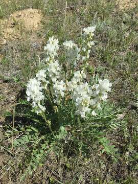 Image of white locoweed