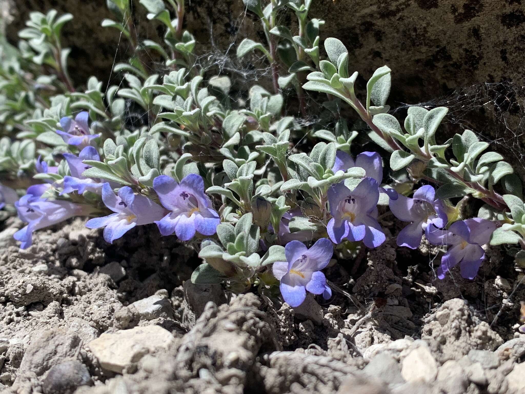 Image of mat penstemon