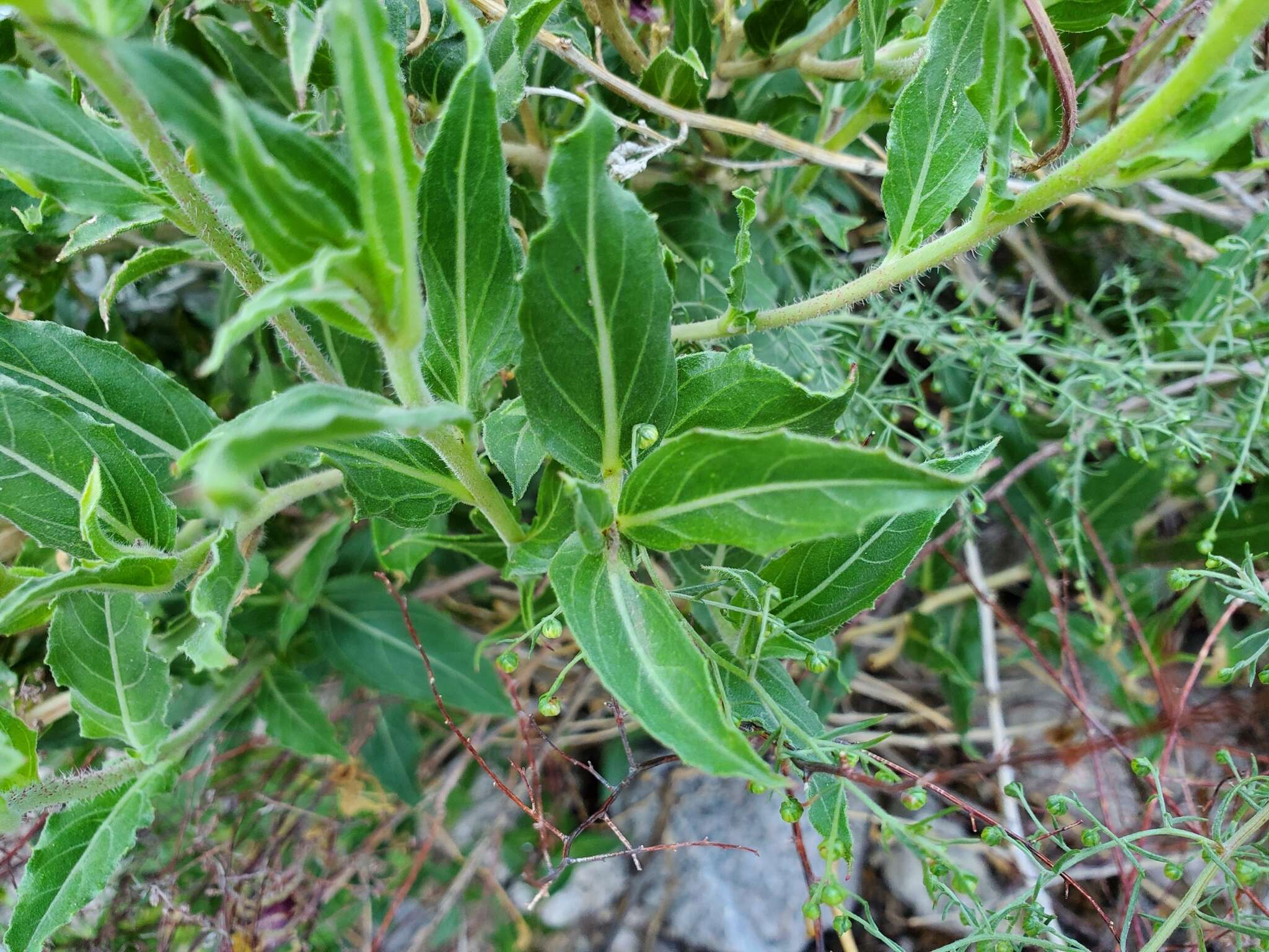 Image of Organ Mountain Evening-Primrose