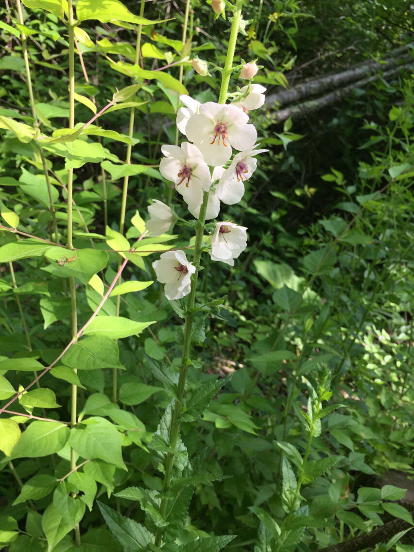 Imagem de Verbascum blattaria L.