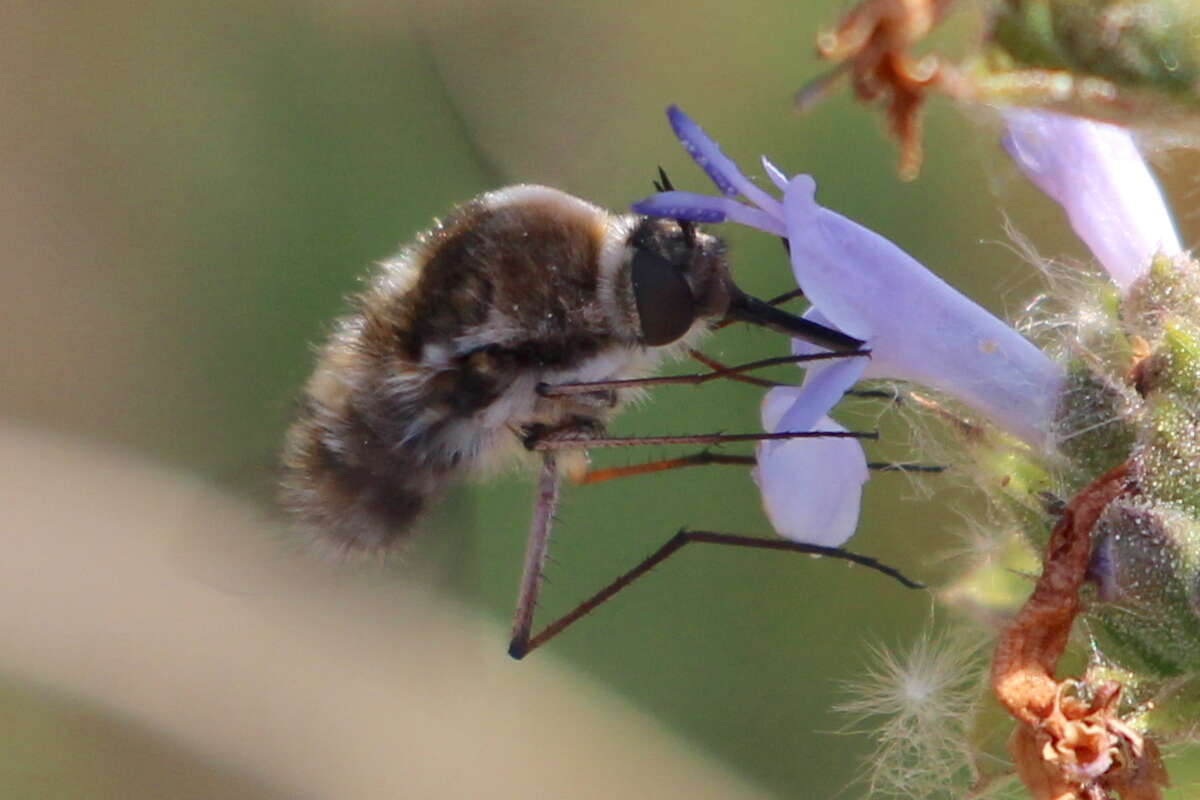 Image of Bombylius lancifer Osten Sacken 1877