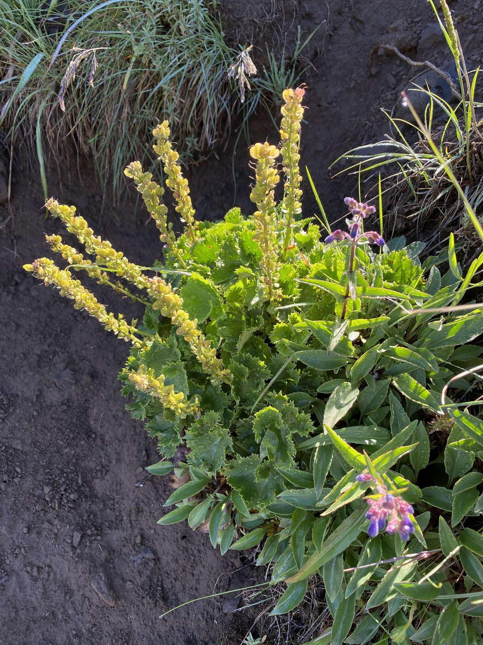 Image of finetooth beardtongue