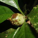 Sivun Randia grandifolia (Donn. Sm.) Standl. kuva