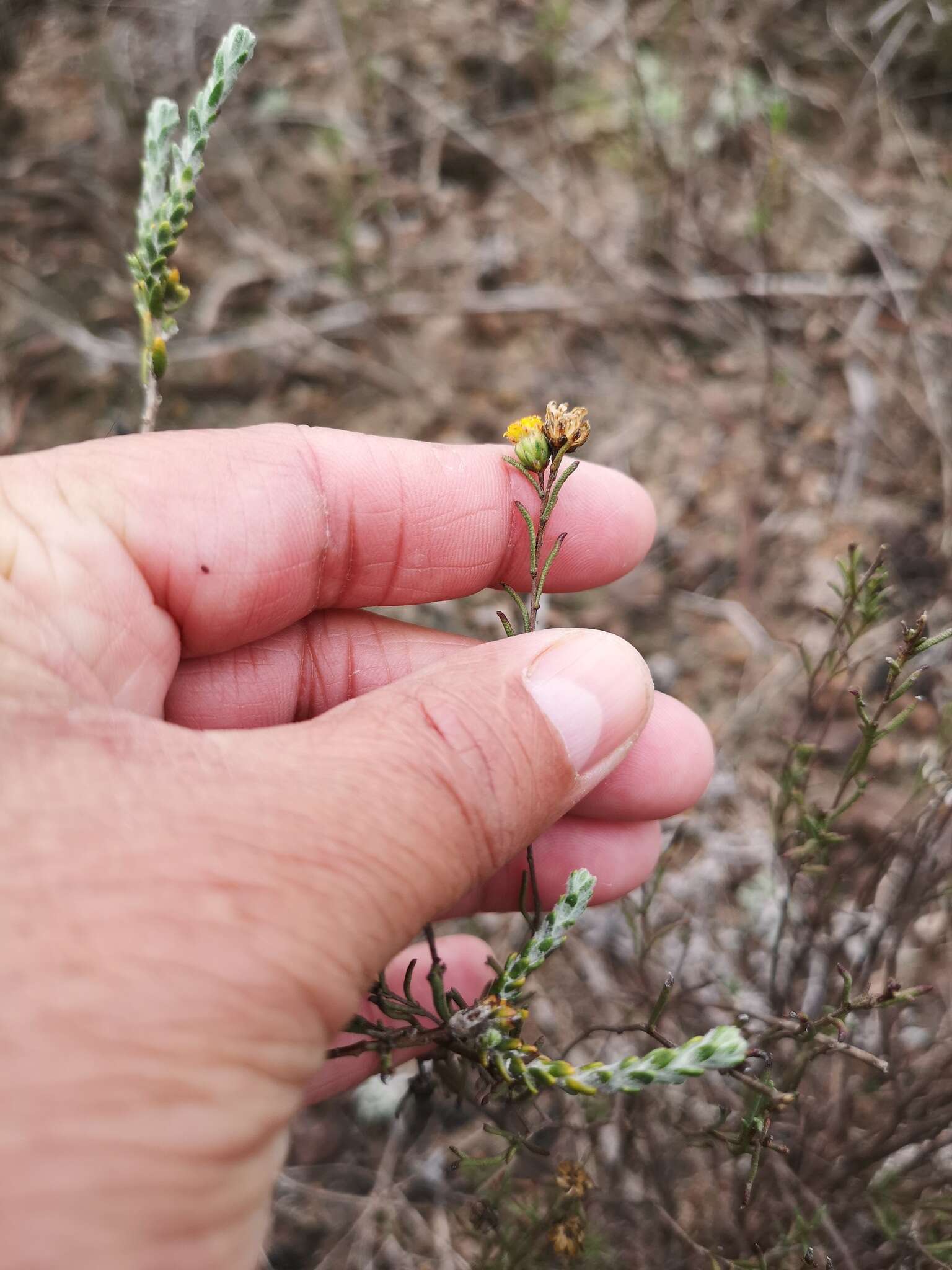 Imagem de Marasmodes defoliata S. Ortiz