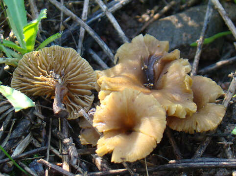 Imagem de Crepidotus subfulviceps (Murrill) Aime, Vila & P.-A. Moreau 2009