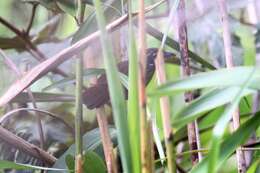 Image of Spot-necked Babbler