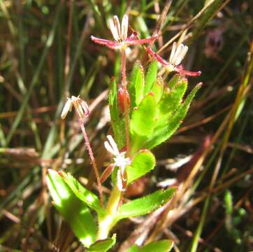 Image of Laurembergia repens subsp. brachypoda (Welw. ex Hiern) Oberm.