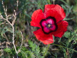 Image of Papaver pavoninum Fisch. & C. A. Mey.