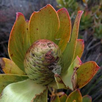 Plancia ëd Leucadendron strobilinum (L.) Druce