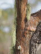 Слика од Usnea subfloridana Stirt.