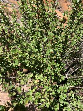 Image de Myrothamnus flabellifolius (Sond.) Welw.