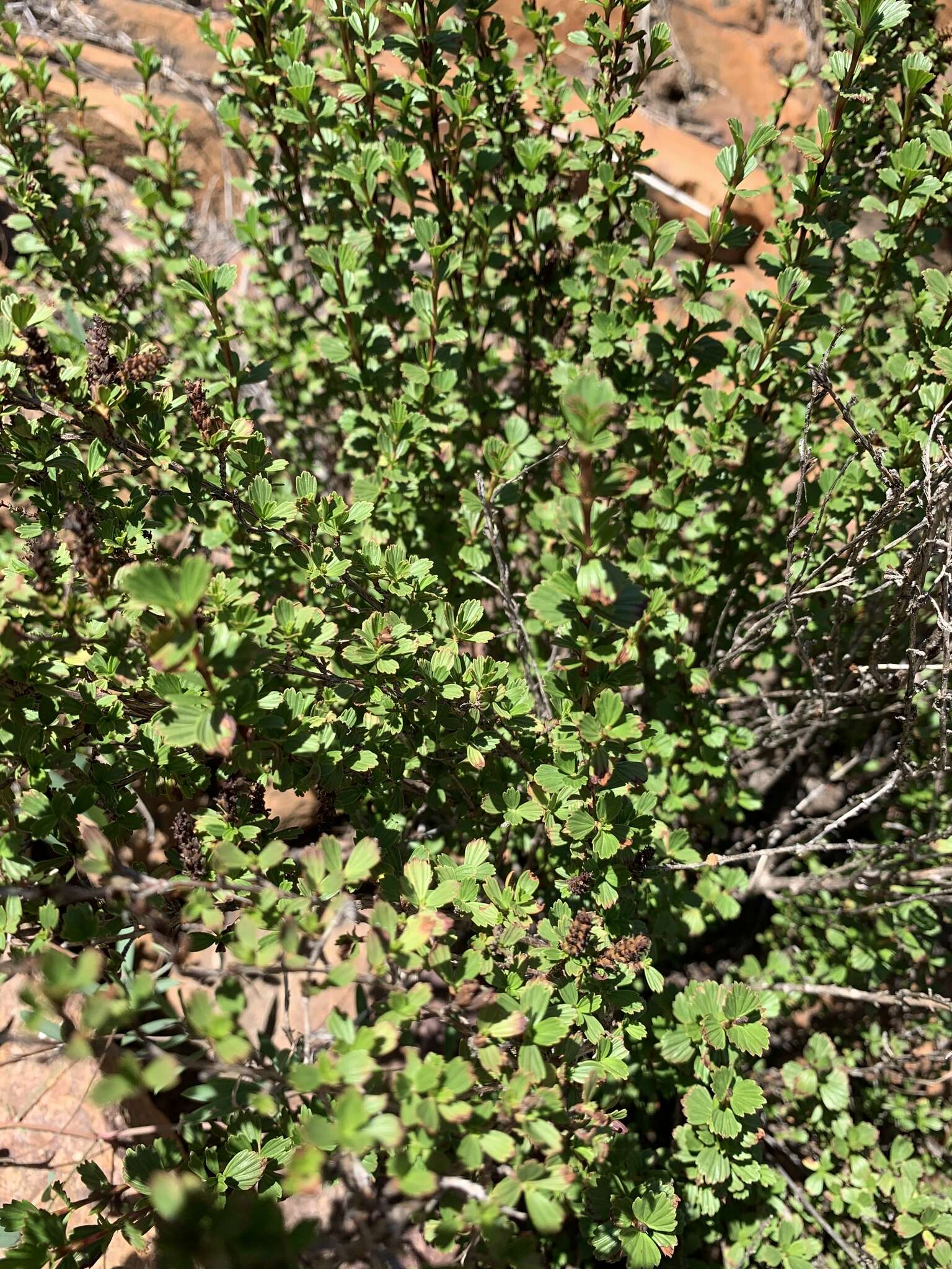 Image de Myrothamnus flabellifolius (Sond.) Welw.